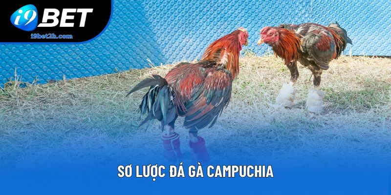 Sơ lược đá gà Campuchia Sơ lược đá gà Campuchia