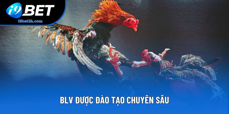 BLV được đào tạo chuyên sâu