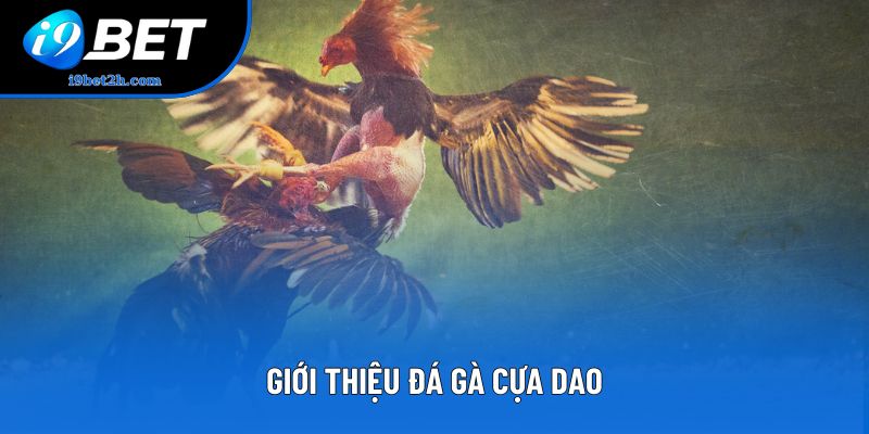Giới thiệu đá gà cựa dao