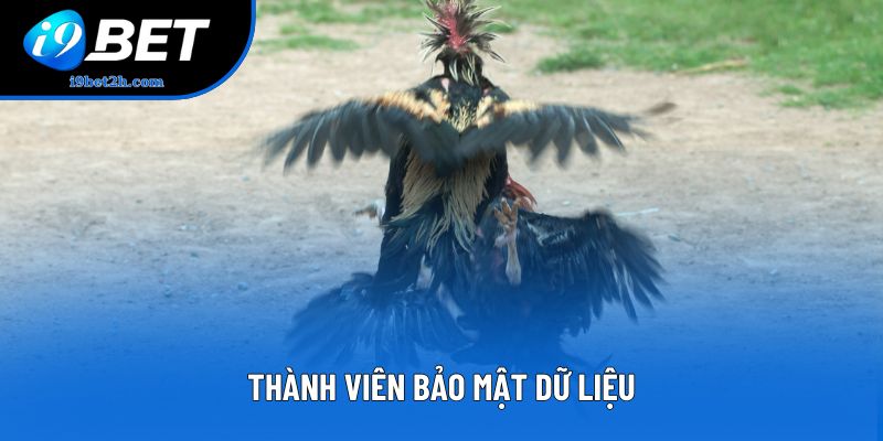 Thành viên bảo mật dữ liệu