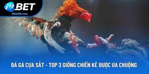 Đá Gà Cựa Sắt - Top 3 Giống Chiến Kê Được Ưa Chuộng Nhất
