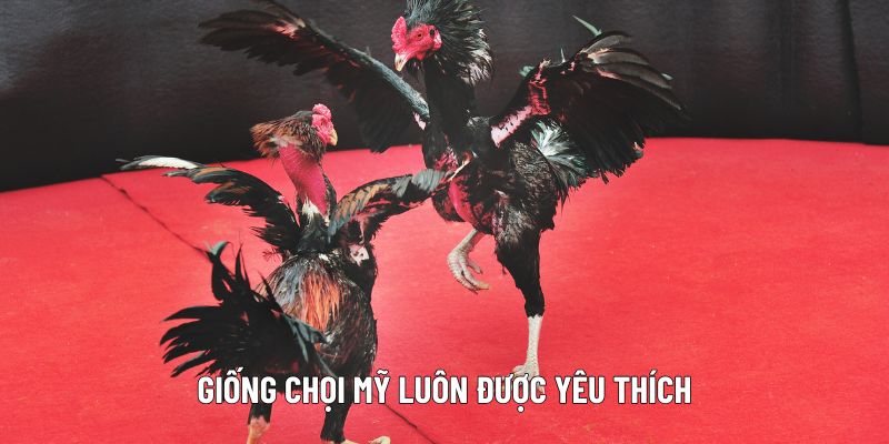 Giống chọi Mỹ luôn được yêu thích
