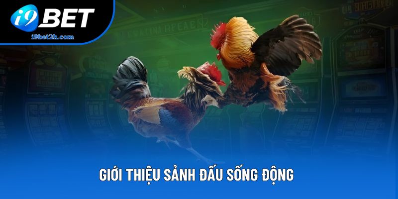 Giới thiệu sảnh đấu sống động