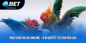 Mẹo Chơi Đá Gà Online - 5 Bí Quyết Từ Chuyên Gia Lâu Năm