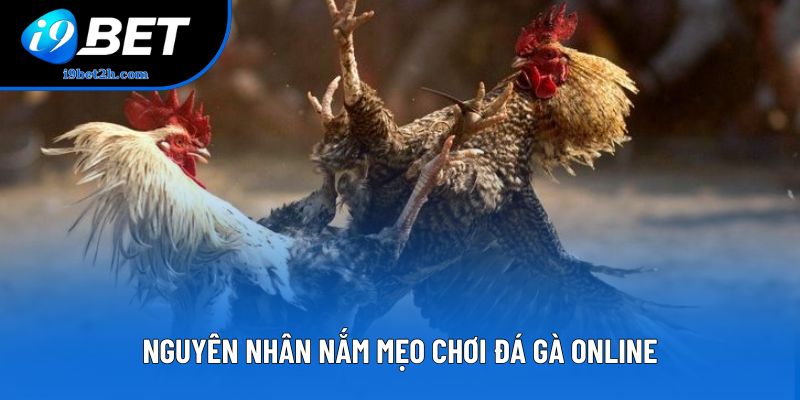 Nguyên nhân nắm mẹo chơi đá gà online