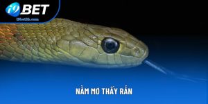 Nằm Mơ Thấy Rắn Từ Thông Điệp Tâm Linh Đến Cơ Hội Tài Chính