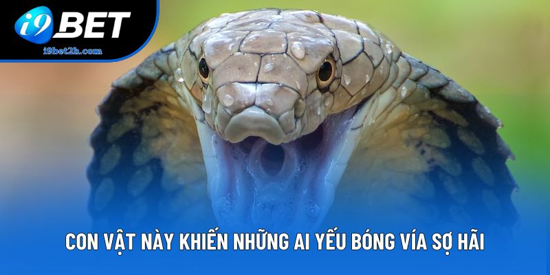 Con vật này khiến những ai yếu bóng vía sợ hãi