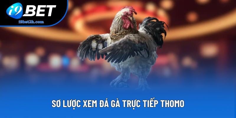 Sơ lược xem đá gà trực tiếp Thomo Sơ lược xem đá gà trực tiếp Thomo
